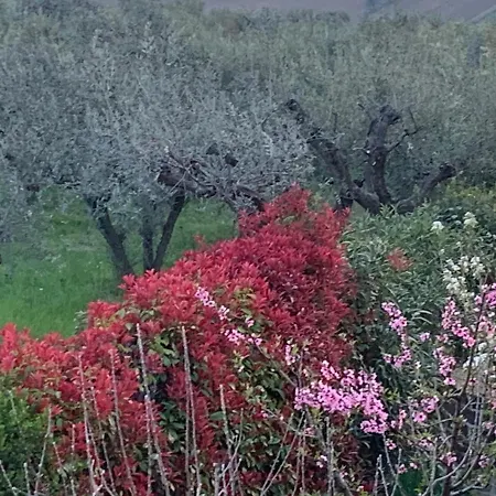 Il Melograno